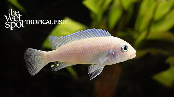 Metriaclima callainos "Pearl Zebra"