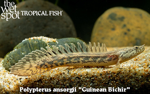 Ansorgii Bichir - Polypterus ansorgii