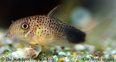 Corydoras similis - Violet Cory
