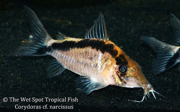 Corydoras cf. narcissus CW006 - Narcisso Cory