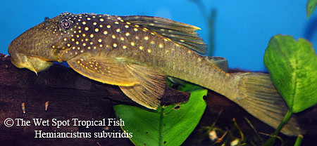 Hemiancistrus subviridis "Green Phantom Pleco" L200