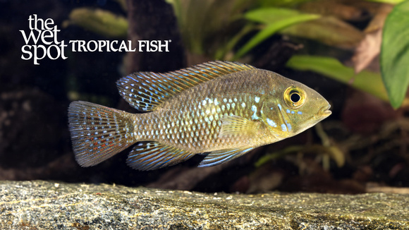 Geophagus brasiliensis"Pearl Eartheater"