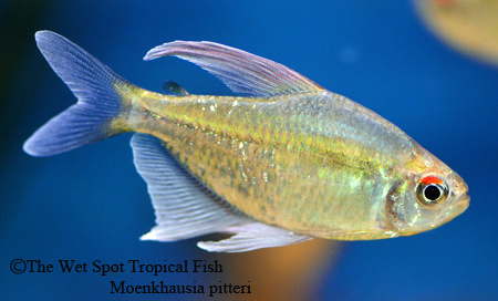 Moenkhausia pitteri - Diamond Tetra