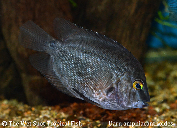Uaru amphiacanthoides - Triangle Cichlid