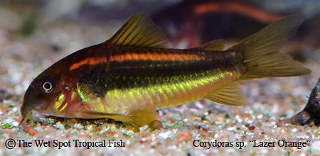 Corydoras sp. CW010 - Laser Orange
