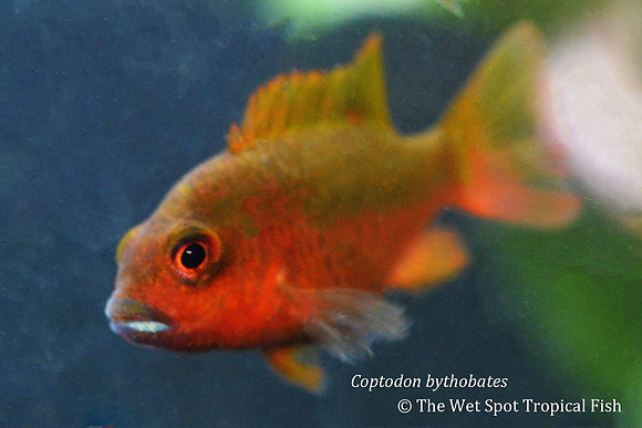 Coptodon bythobates - Bloody Deepwalker