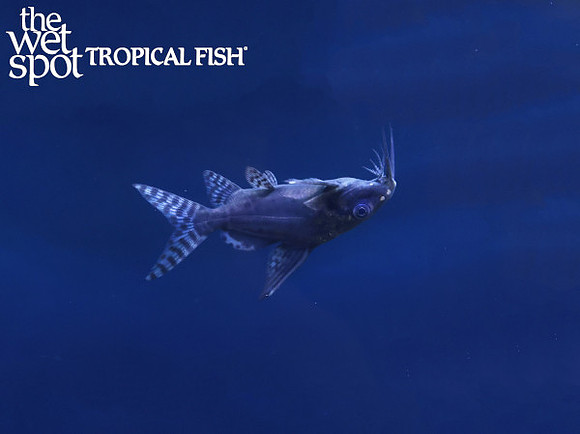 Synodontis batensoda - Giant Upside Down Cat