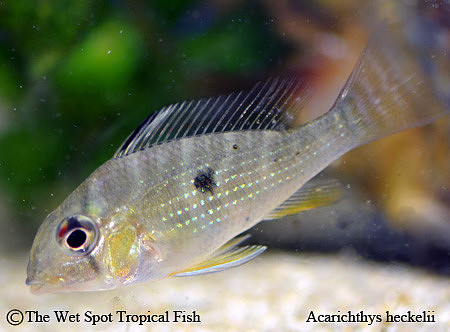 Acarichthys heckelii - Thread Fin Acara