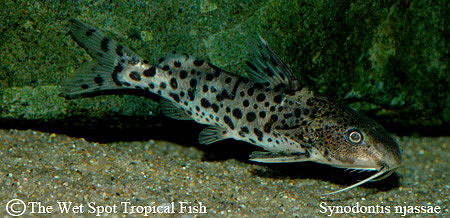 Synodontis njassae - Malawi Squeaker Cat