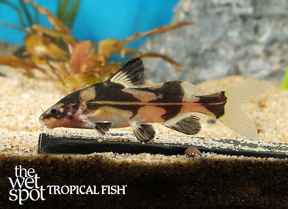 Bagroides melapterus Harlequin Lancer Cat E77A0629