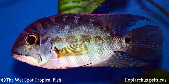 Hoplarchus psittacus - True Parrot Cichlid