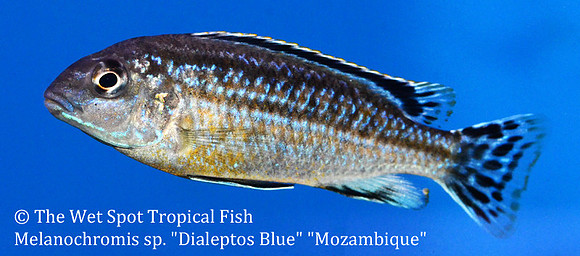 Melanochromis sp. Dialeptos Blue