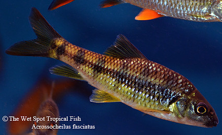 Acrossocheilus fasciatus - Railway Barb