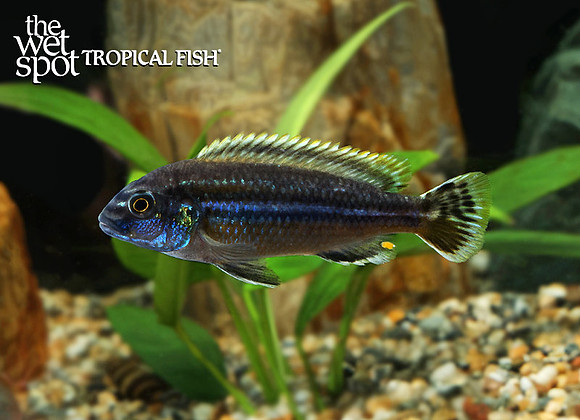 Melanochromis auratus