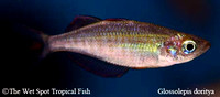 Zig Zag Rainbowfish - Glossolepis dorityi