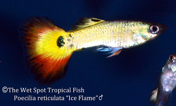 "Ice Flame Guppy" ♂ - Poecilia reticulata