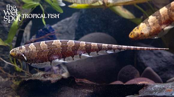 Steatogenys elegans "Centipede Knife"