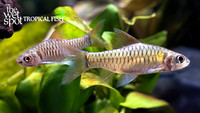 Clypeobarbus pleuropholis "Side-Scaled Congo Barb"