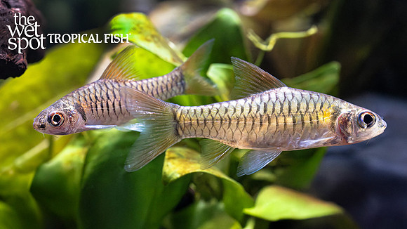 Clypeobarbus pleuropholis "Side-Scaled Congo Barb"