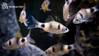 Pethia setnai "Indigo Barb"