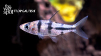Desmopuntius johorensis "Malaysian Striped Barb"