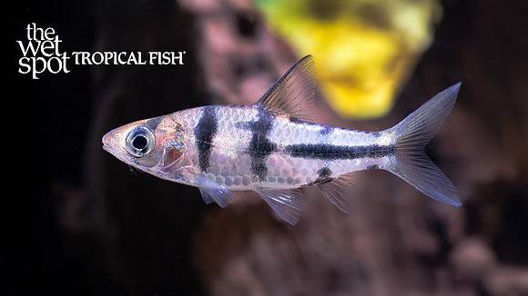 Desmopuntius johorensis "Malaysian Striped Barb"