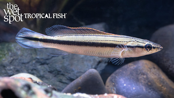 Crenicichla sp. "Black Stripe Pike" "Venezuela"