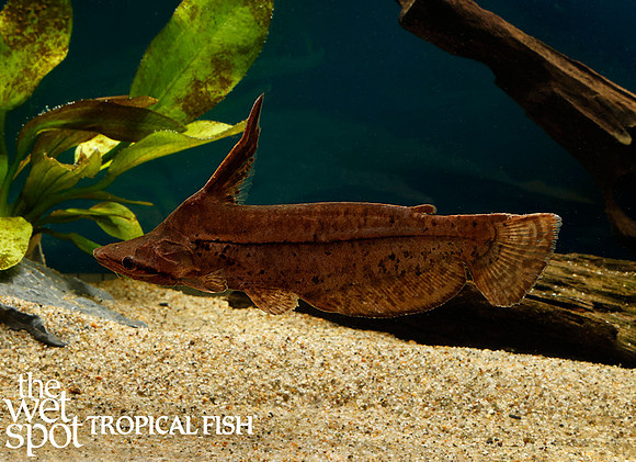 Tetranematichthys wallacei - Horseshoe Cat