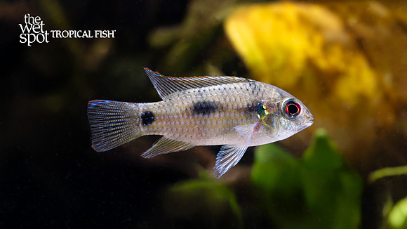 Anomalochromis thomasi "African Butterfly Cichlid"