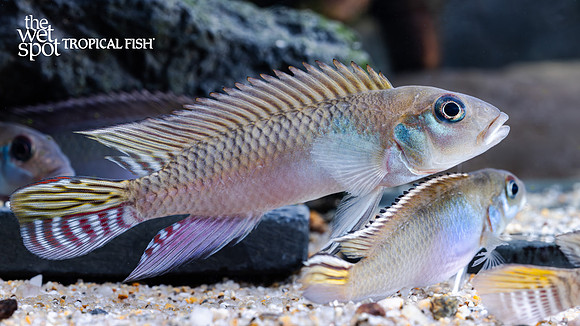 Nanochromis parilus "Nudiceps"