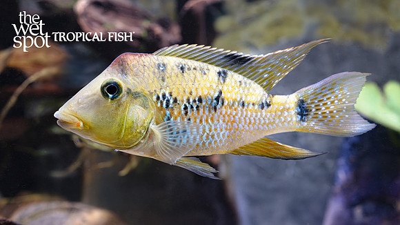 Geophagus steindachneri "Red Hump Cichlid"  "Colombia"