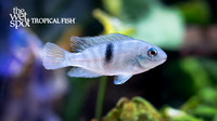 Neetroplus nematopus "Poor Man's Tropheus"