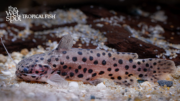Spinipterus sp. (1) "Otorongo Wood Cat"