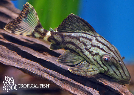 Panaque nigrolineatus "L190" "Royal Pleco"