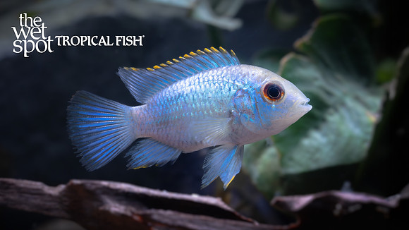 Andinoacara sp. "Electric Blue Acara"