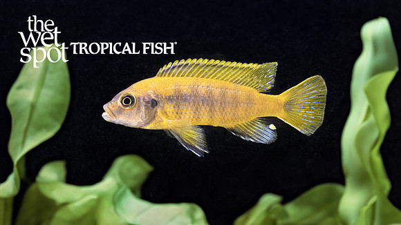 Petrotilapia microgalana nkhota orange