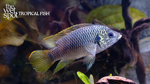 Hemichromis sp. "Guinea II"  "Simbala Silver Jewel"