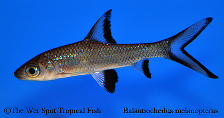 Balantiocheilus melanopterus - Bala Shark