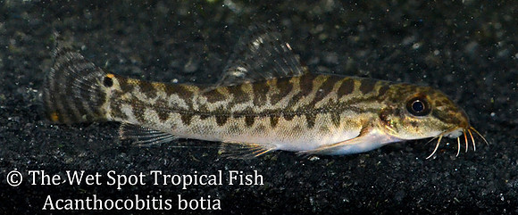 Acanthocobitis botia - Zipper Loach