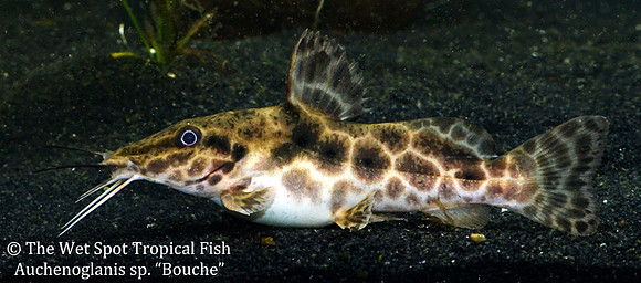 Auchenoglanis sp. Bouche - Bouche Giraffe Cat