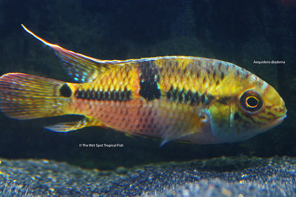 Aequidens diadema - Twin Spot Flag Cichlid