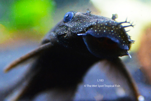 Blue Seam Bushynose Pleco - Ancistrus dolichopterus L183