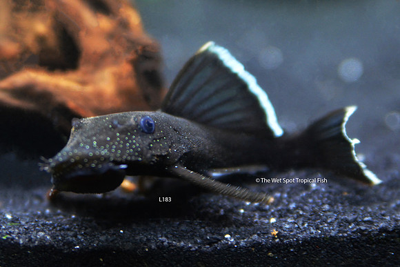 Blue Seam Bushynose Pleco - Ancistrus dolichopterus L183