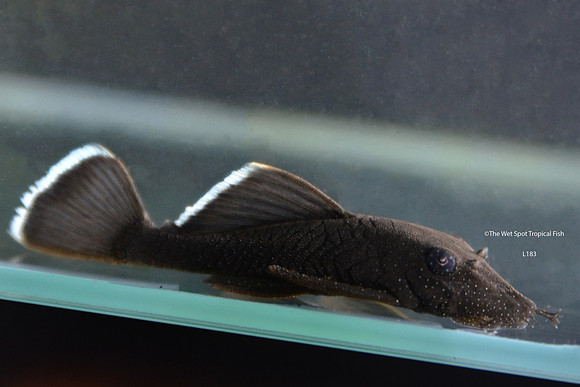 Blue Seam Bushynose Pleco - Ancistrus dolichopterus L183