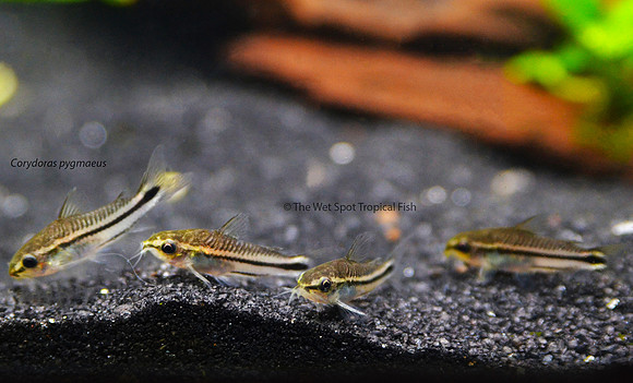 Corydoras pygmaeus - Pygmy Cory