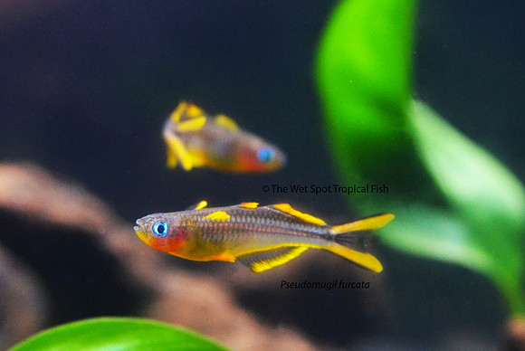 Forktail Blue Eye Rainbowfish - Pseudomugil furcata