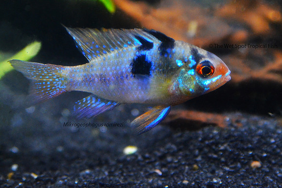 Mikrogeophagus ramirezi - German Blue Ram