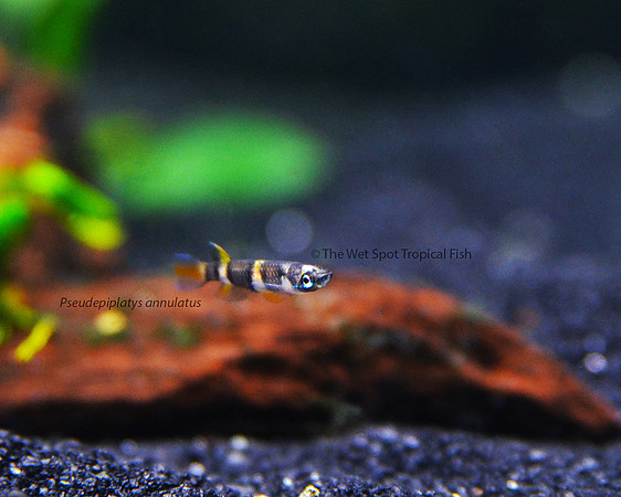 Clown Killi - Pseudepiplatys annulatus