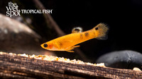 Micropoecilia picta "Red Picta Guppy"