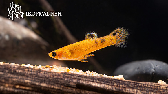 Micropoecilia picta "Red Picta Guppy"